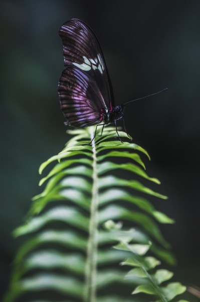美丽的蝴蝶图片(19张)