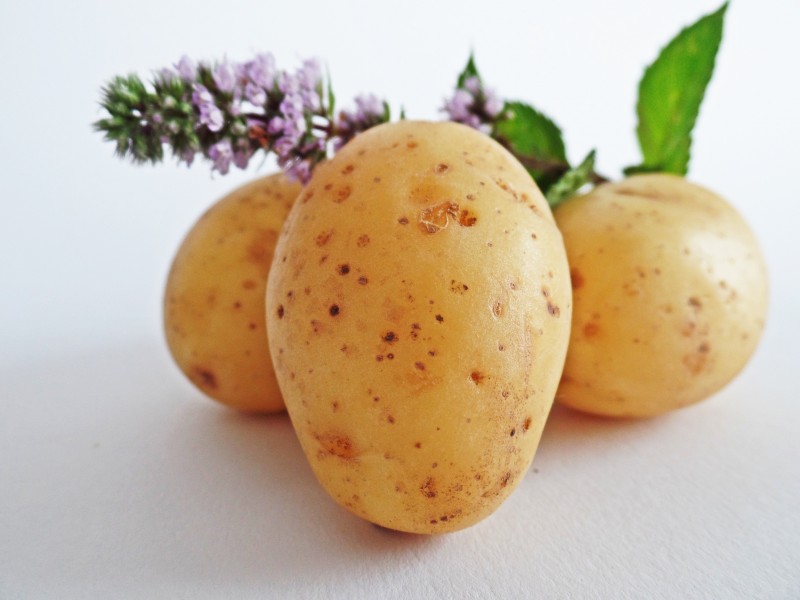 新鲜光滑的土豆图片(11张)
