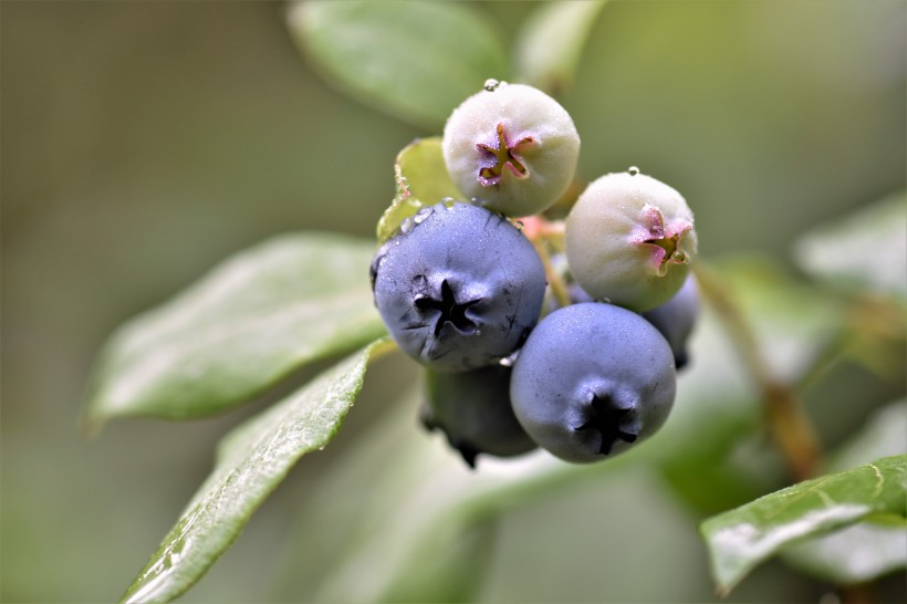 树枝上的蓝莓图片(15张)