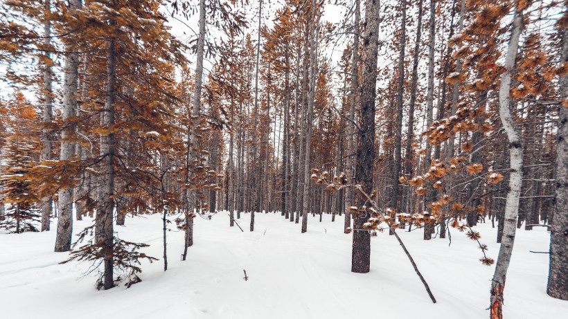 冬季的树林图片(11张)
