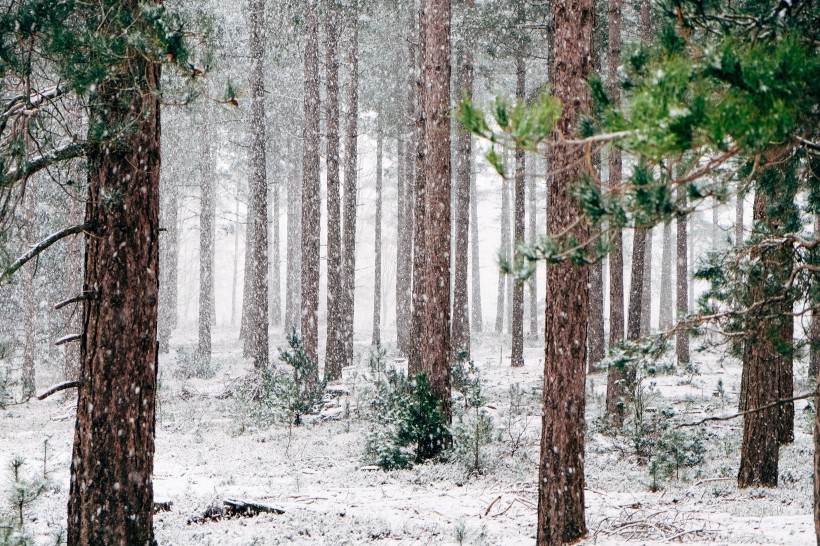冬季的树林图片(11张)