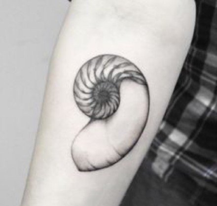 小清新海洋动物题材的9款海螺海贝等纹身图片