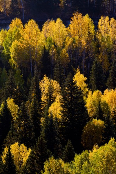 新疆阿勒泰桦树林图片(48张)