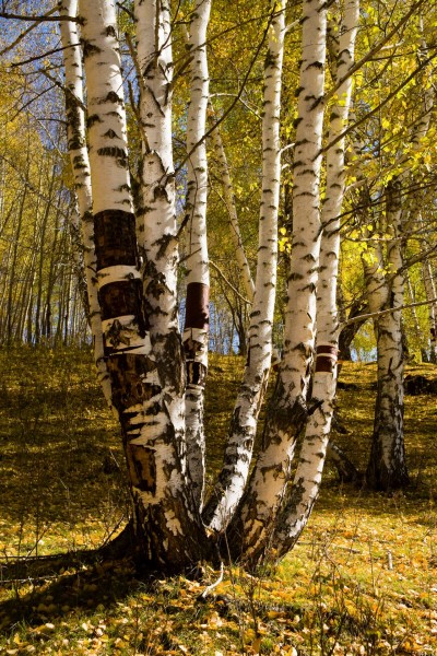 新疆阿勒泰桦树林图片(48张)
