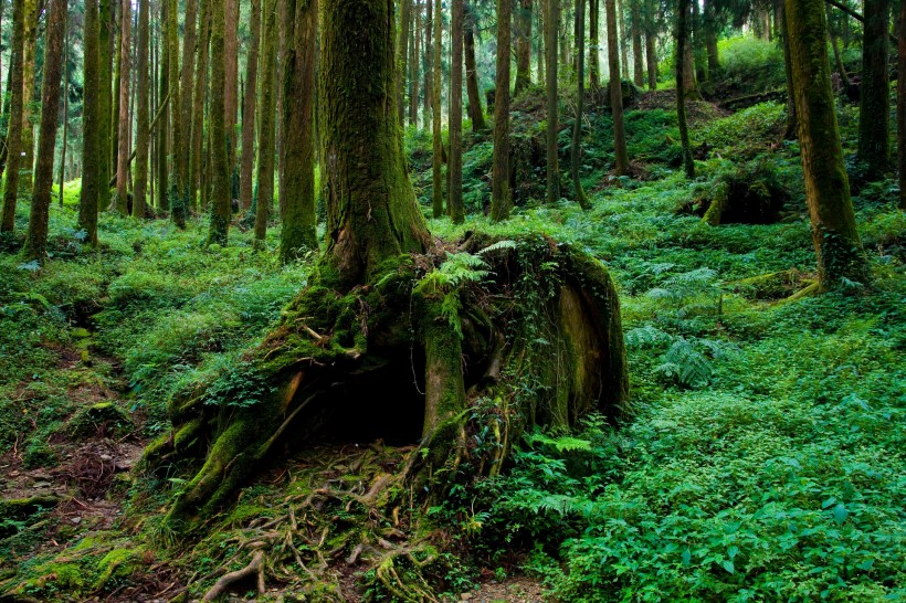 阿里山迷人风景图片(60张)