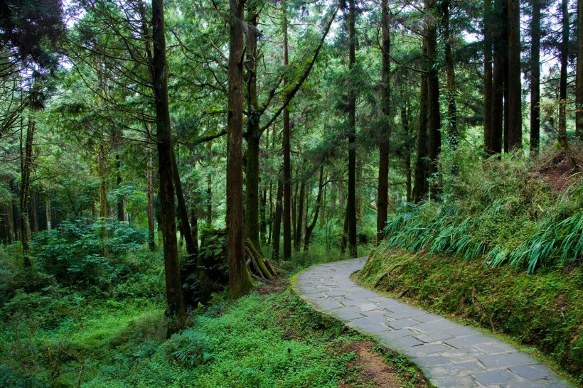 阿里山迷人风景图片(60张)