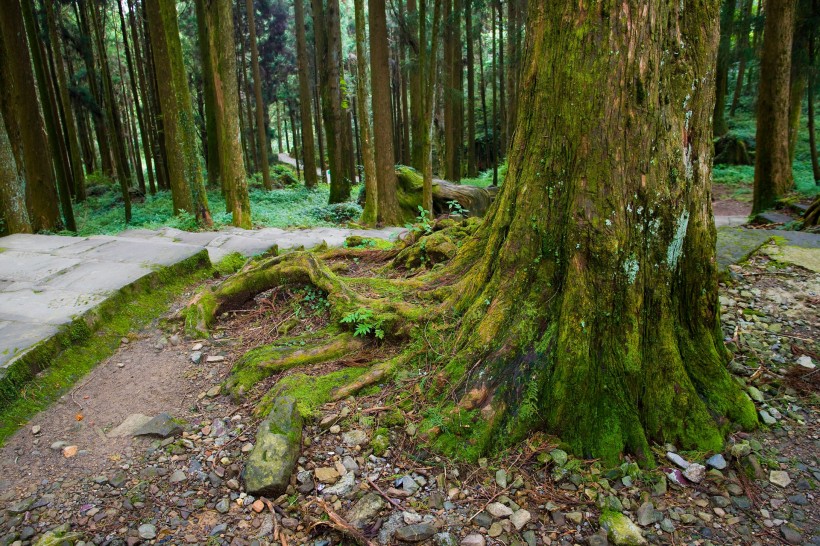 阿里山迷人风景图片(60张)