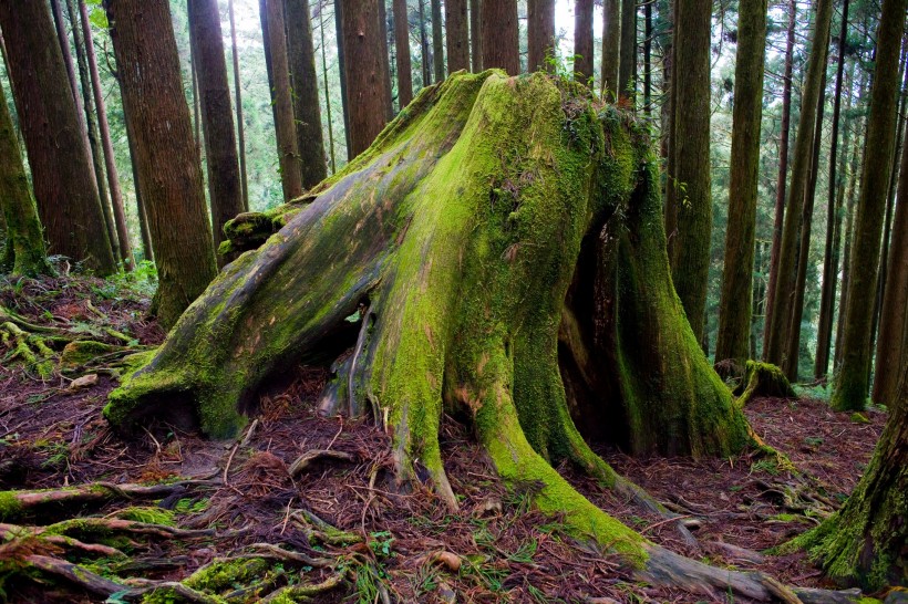 阿里山迷人风景图片(60张)