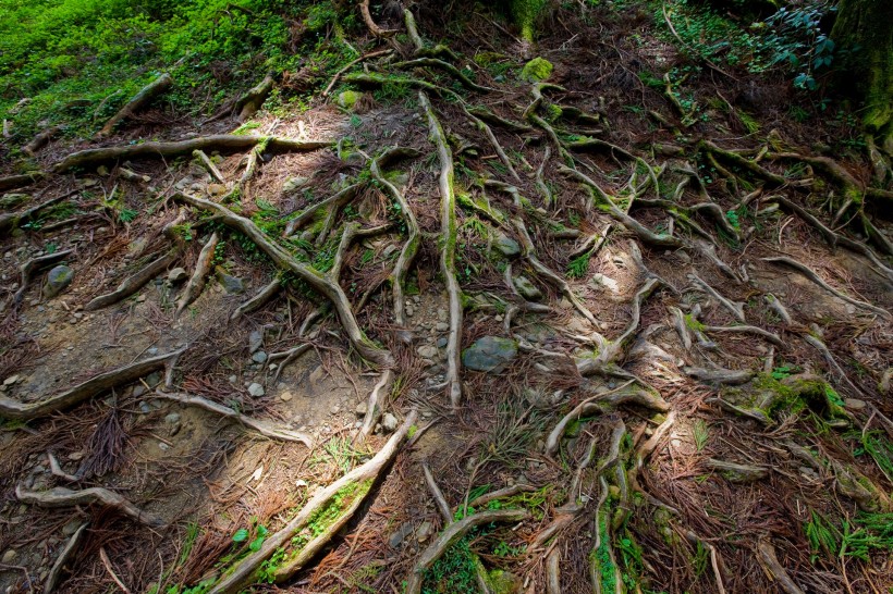 阿里山迷人风景图片(60张)