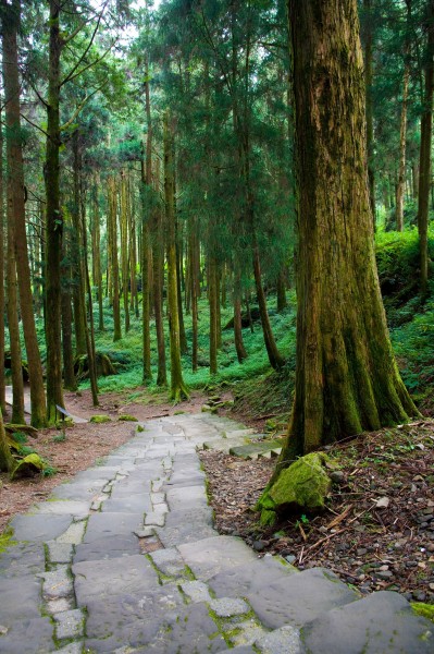 阿里山迷人风景图片(60张)