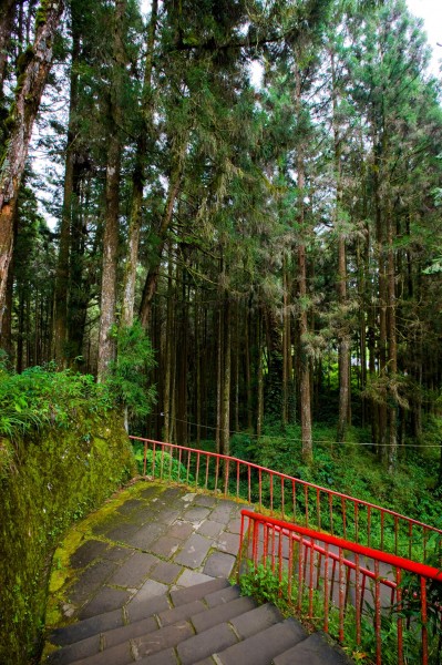 阿里山迷人风景图片(60张)