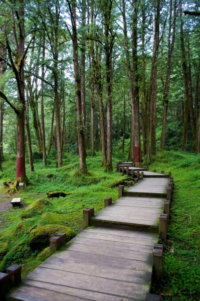 阿里山迷人风景图片(60张)