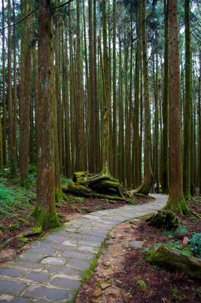 阿里山迷人风景图片(60张)