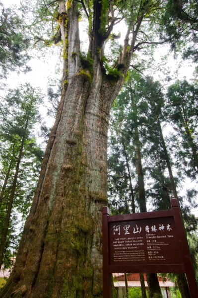 阿里山迷人风景图片(60张)