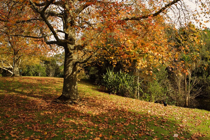 新西兰奥克兰秋色风景图片 (10张)