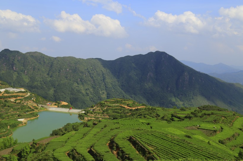 厦门同安白交祠山上的茶园风景图片(8张)