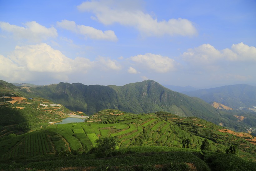 厦门同安白交祠山上的茶园风景图片(8张)