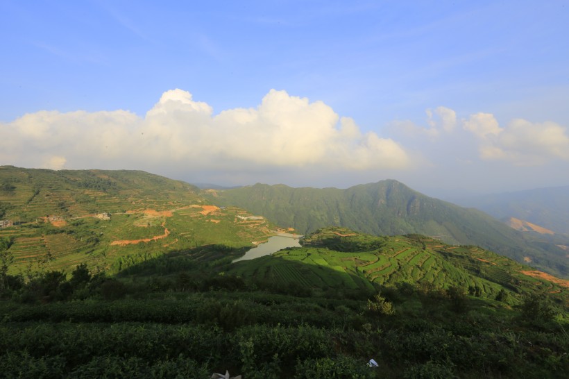 厦门同安白交祠山上的茶园风景图片(8张)