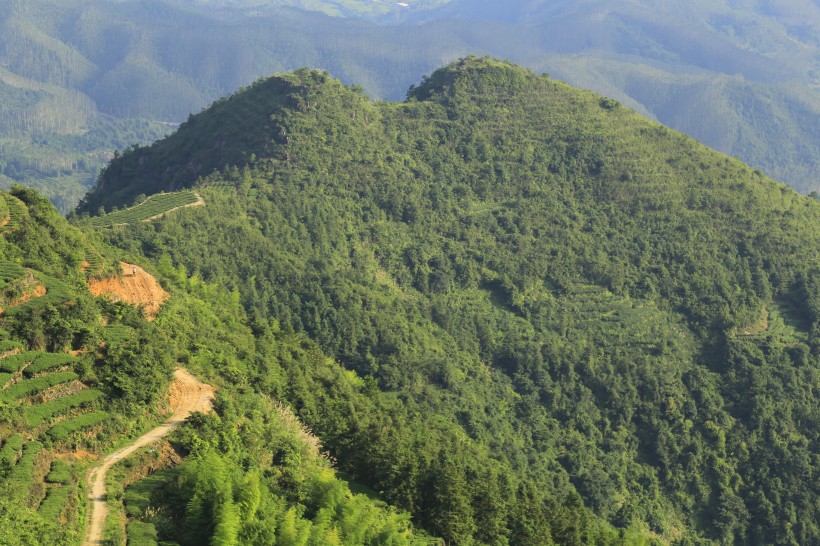 厦门同安白交祠山上的茶园风景图片(8张)