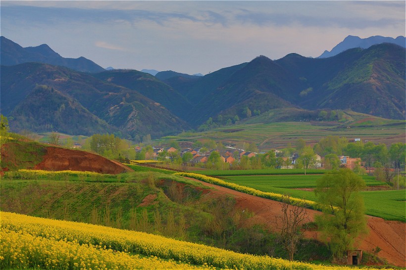 陕西西安鲍旗寨村油菜花风景图片(11张)