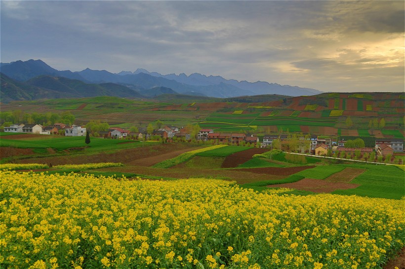 陕西西安鲍旗寨村油菜花风景图片(11张)