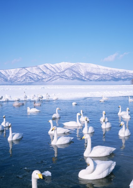 北海道冬季风景图片(15张)