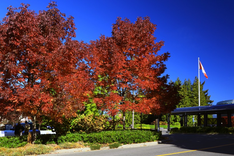 加拿大枫叶风景图片(8张)