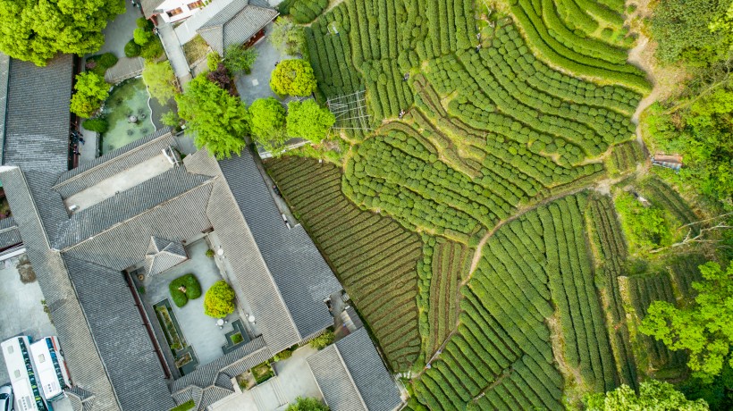 绿色茶园风景图片(26张)