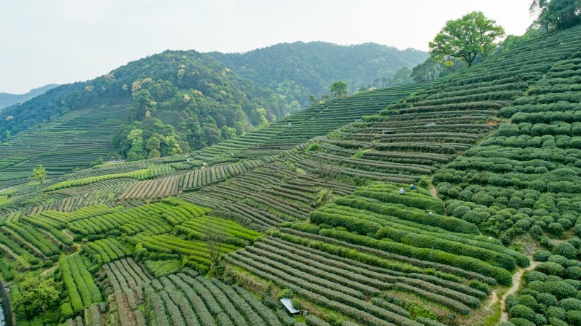 风景优美的茶园图片(12张)