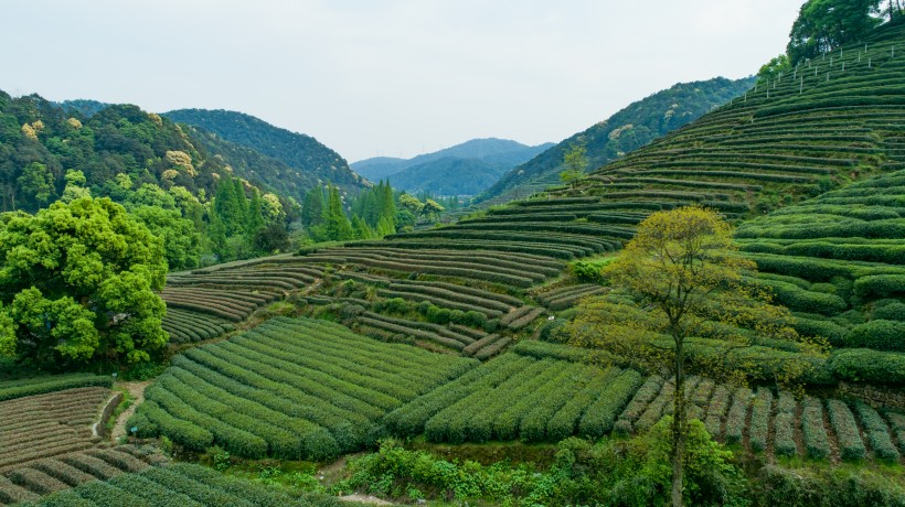 风景优美的茶园图片(12张)