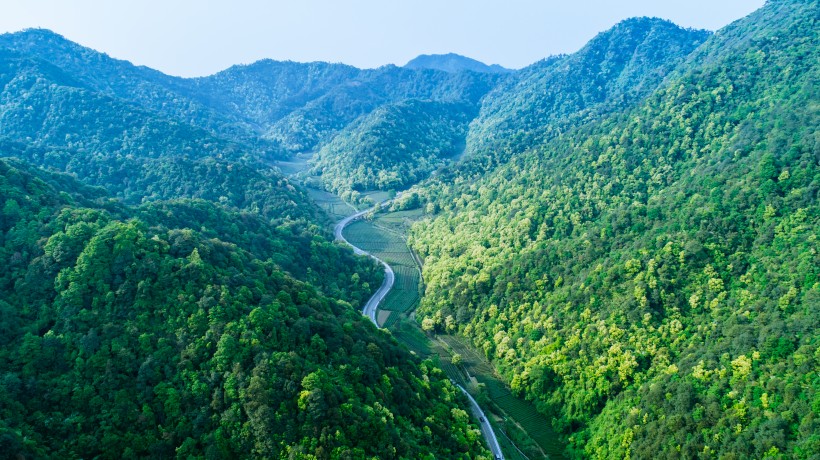 绿色茶园风景图片(26张)