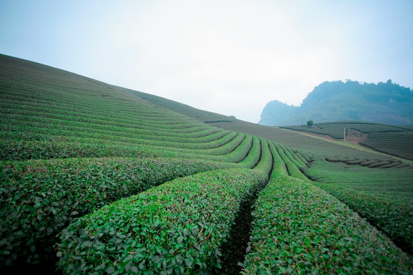 绿色茶园风景图片(26张)