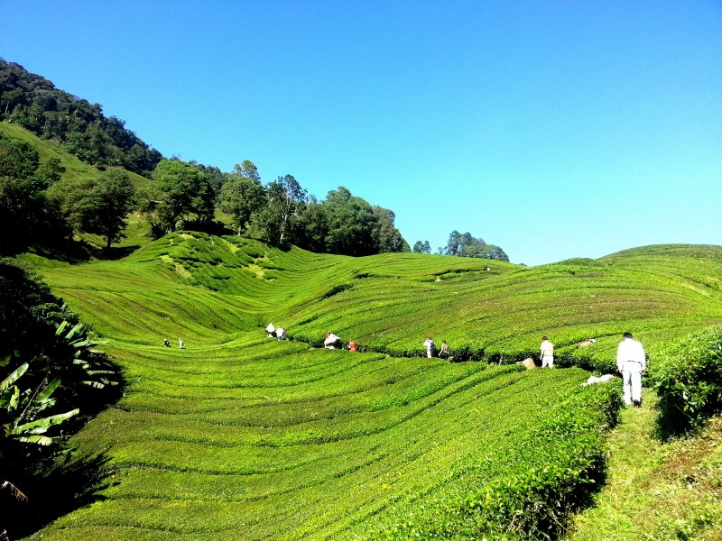 绿色茶园风景图片(26张)