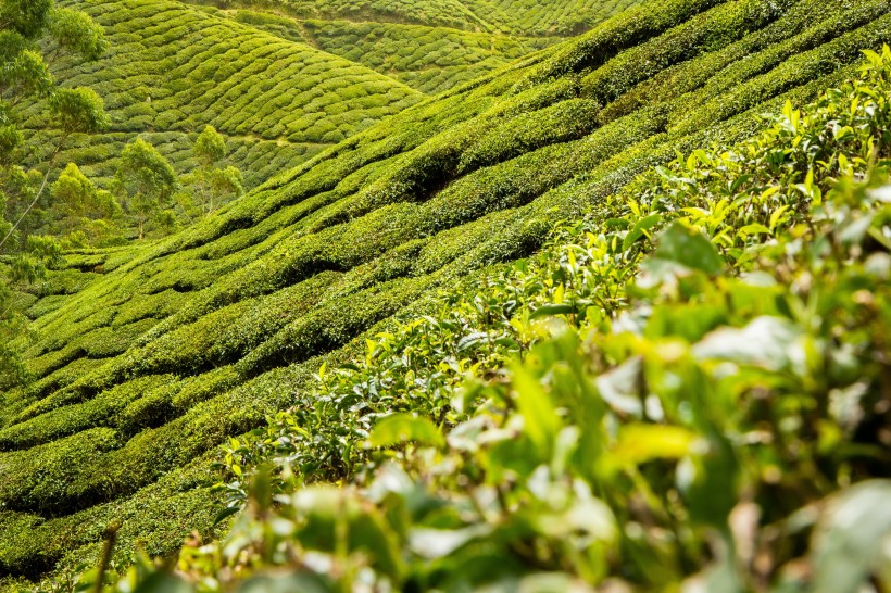 绿色茶园风景图片(26张)