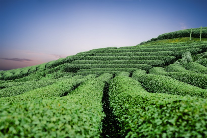 绿色茶园风景图片(26张)