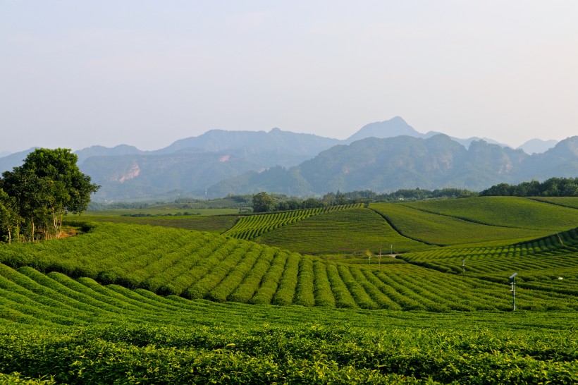 绿色茶园风景图片(26张)