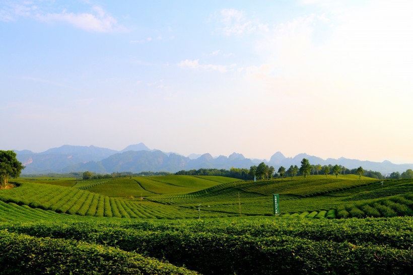 绿色茶园风景图片(26张)