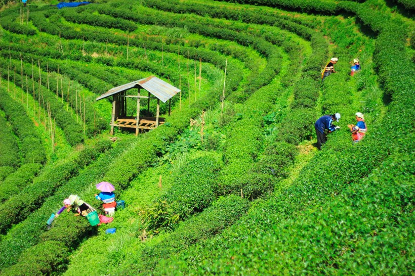 绿色茶园风景图片(26张)