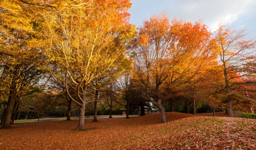 新西兰坎特伯雷大学风景图片(8张)