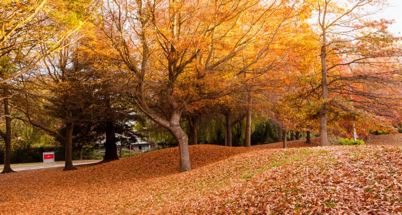 新西兰坎特伯雷大学风景图片(8张)