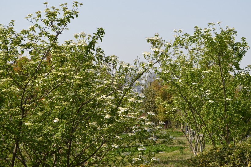 大蜀山森林公园风景图片(12张)