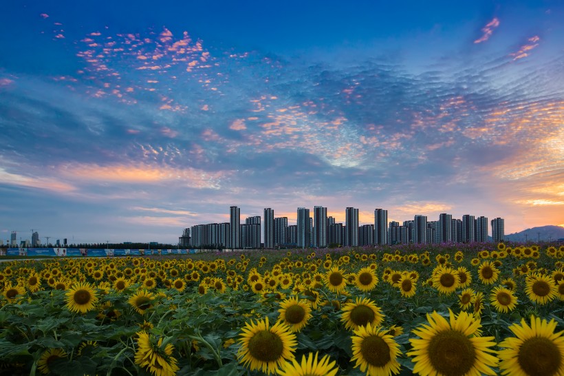 辽宁东戴河风景图片  (12张)