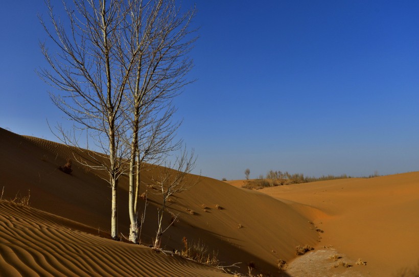 内蒙古鄂尔多斯恩格贝沙漠风景图片(11张)