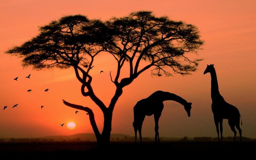 非洲AFRICA风景图片(12张)