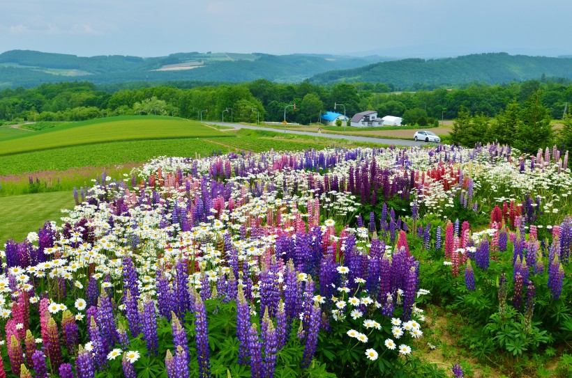 日本北海道富良野风景图片(8张)