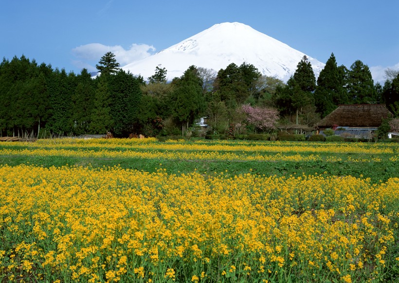 日本富士山春天风景图片(12张)