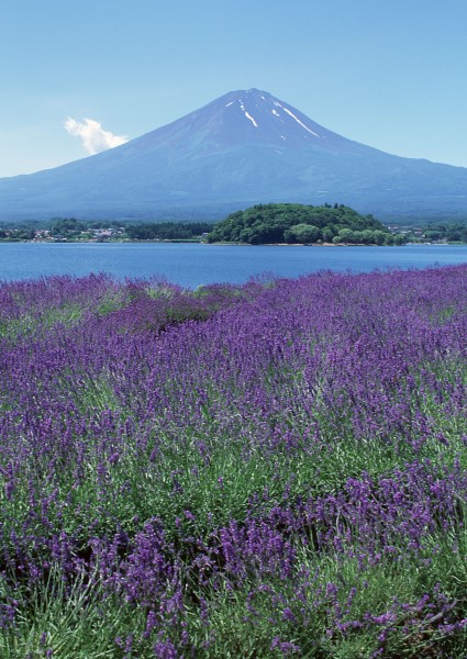 日本富士山春天风景图片(12张)