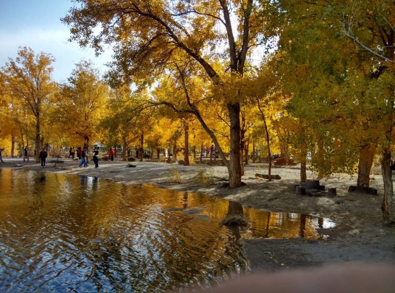 甘肃金塔胡杨林风景图片(9张)