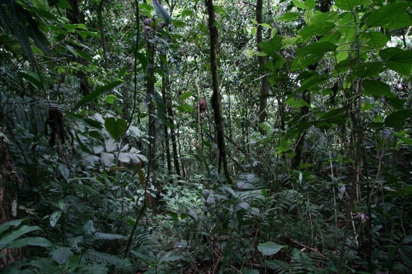 美国哥斯达黎加热带雨林风景图片(11张)