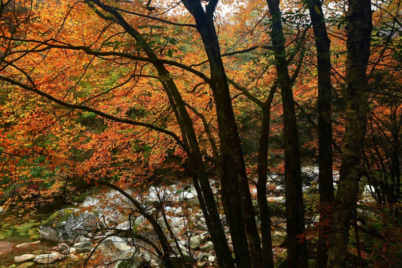 四川光雾山红叶风景图片(28张)